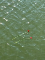 Memorial Service - Flowers iin the water